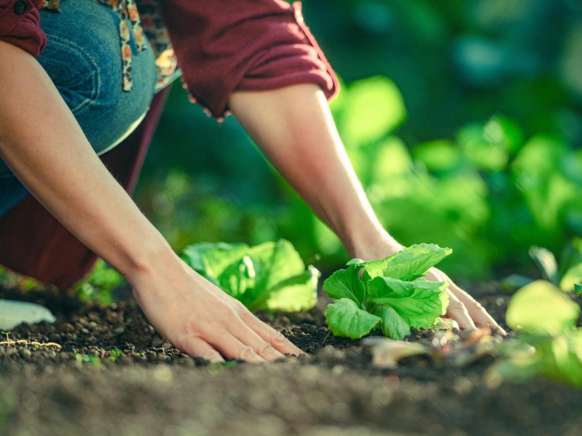 Garden Village Bled Eksteriør bilde